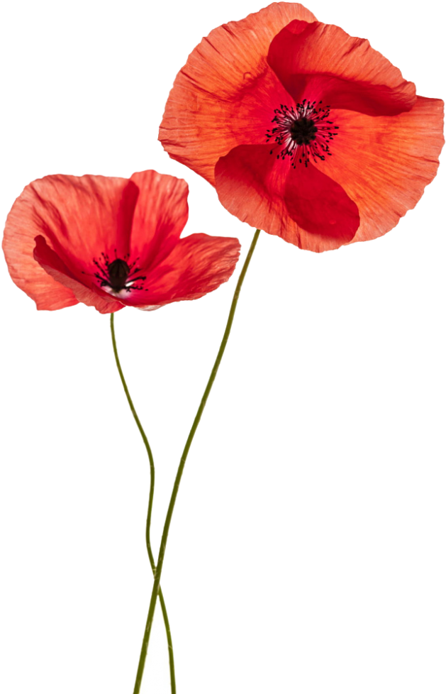 Flower Plant Png - Two Poppy Flowers (764x1024), Png Download