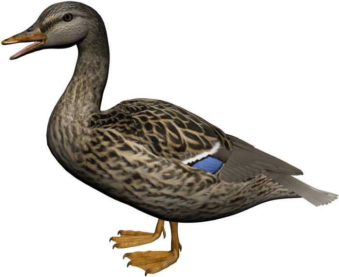Duck Png - American Black Duck Png (500x353), Png Download