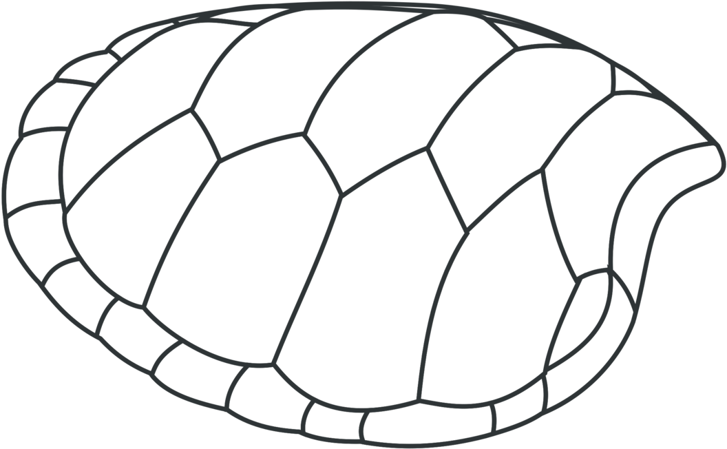 All Photo Png Clipart - Turtle Clip Art (1215x750), Png Download
