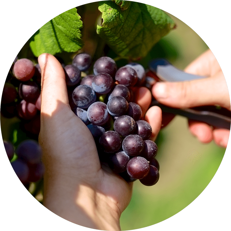 Nine Lakes Wine & Cider Trails - Tennessee (800x800), Png Download