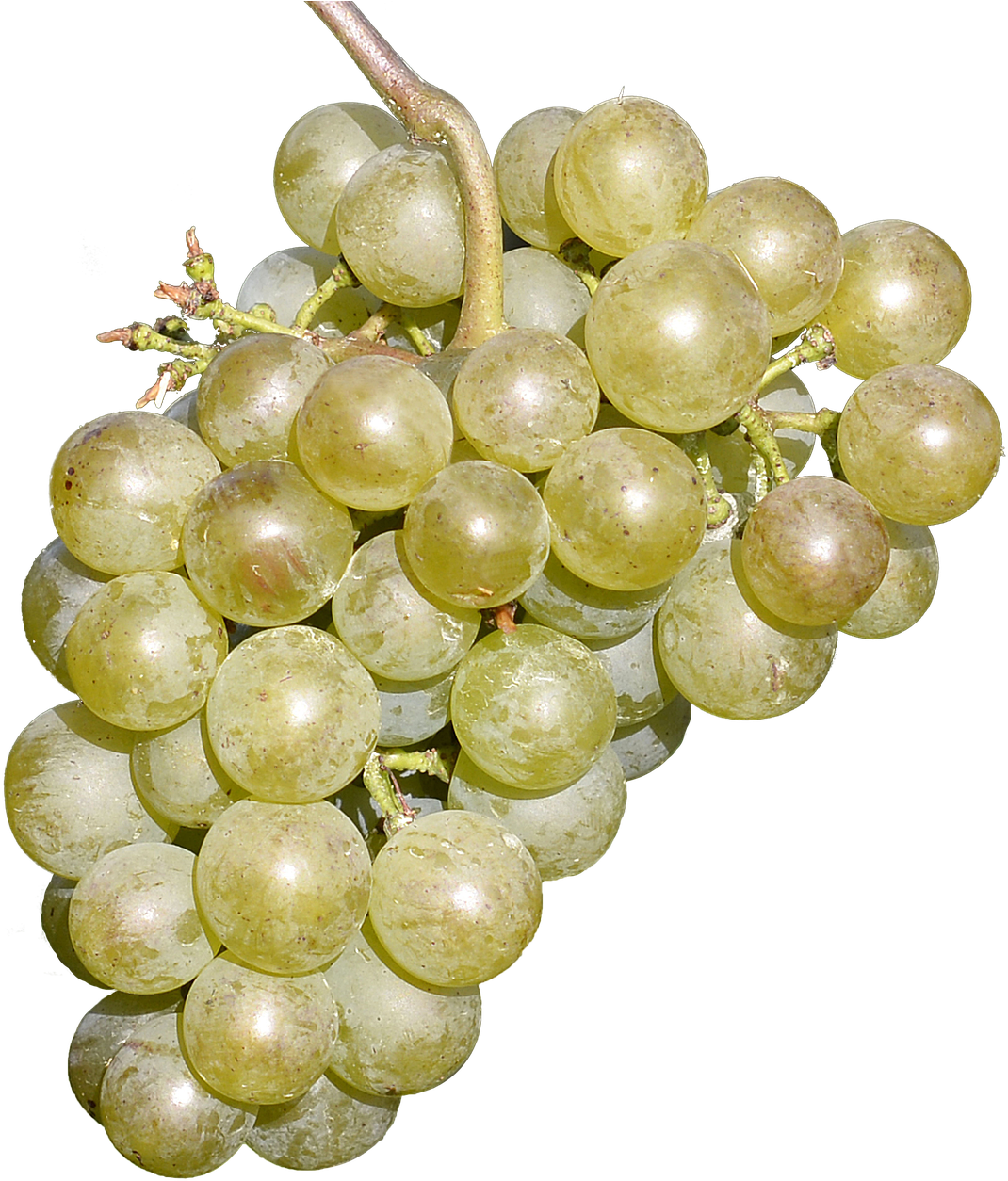 Wine Grapes Free Fruit Delicious (1177x1280), Png Download