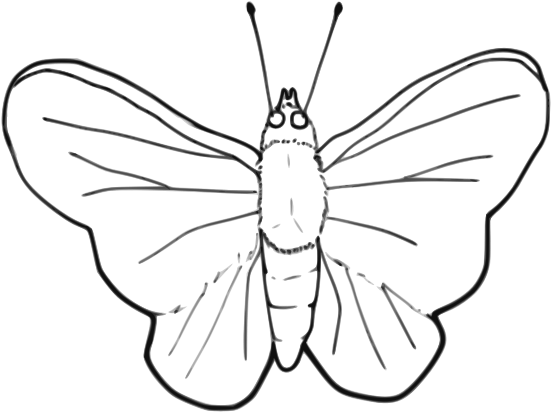 Butterfly - Clip Art Moth Black And White (800x800), Png Download