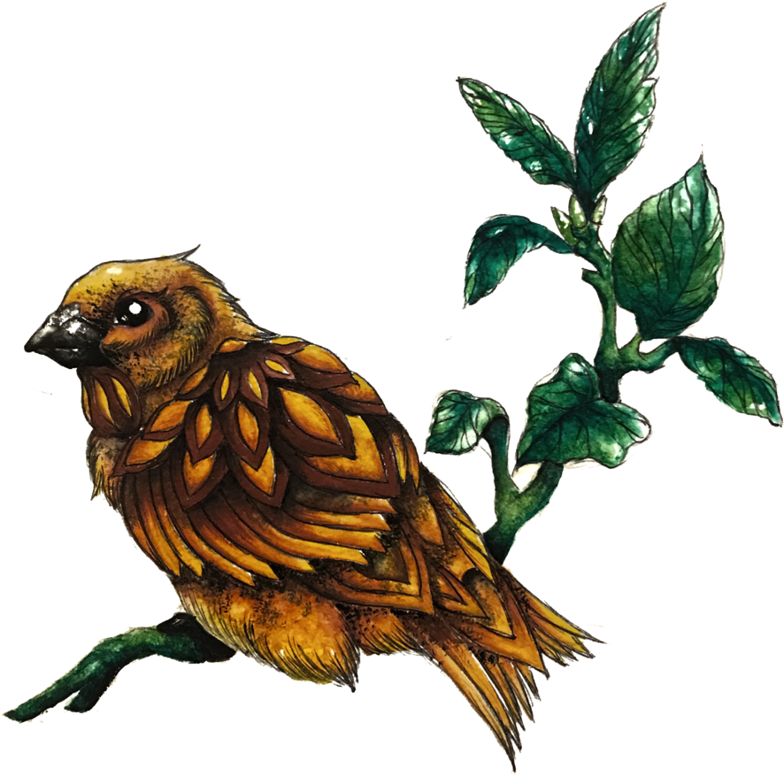 Img 1294 - Sparrow (1000x1333), Png Download