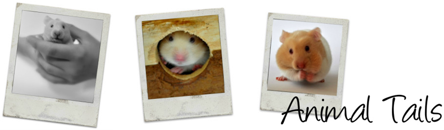 Hamster (920x266), Png Download