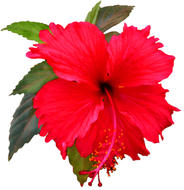 Hibiscus Clipart Png - Shoe Flower Clip Art (384x383), Png Download