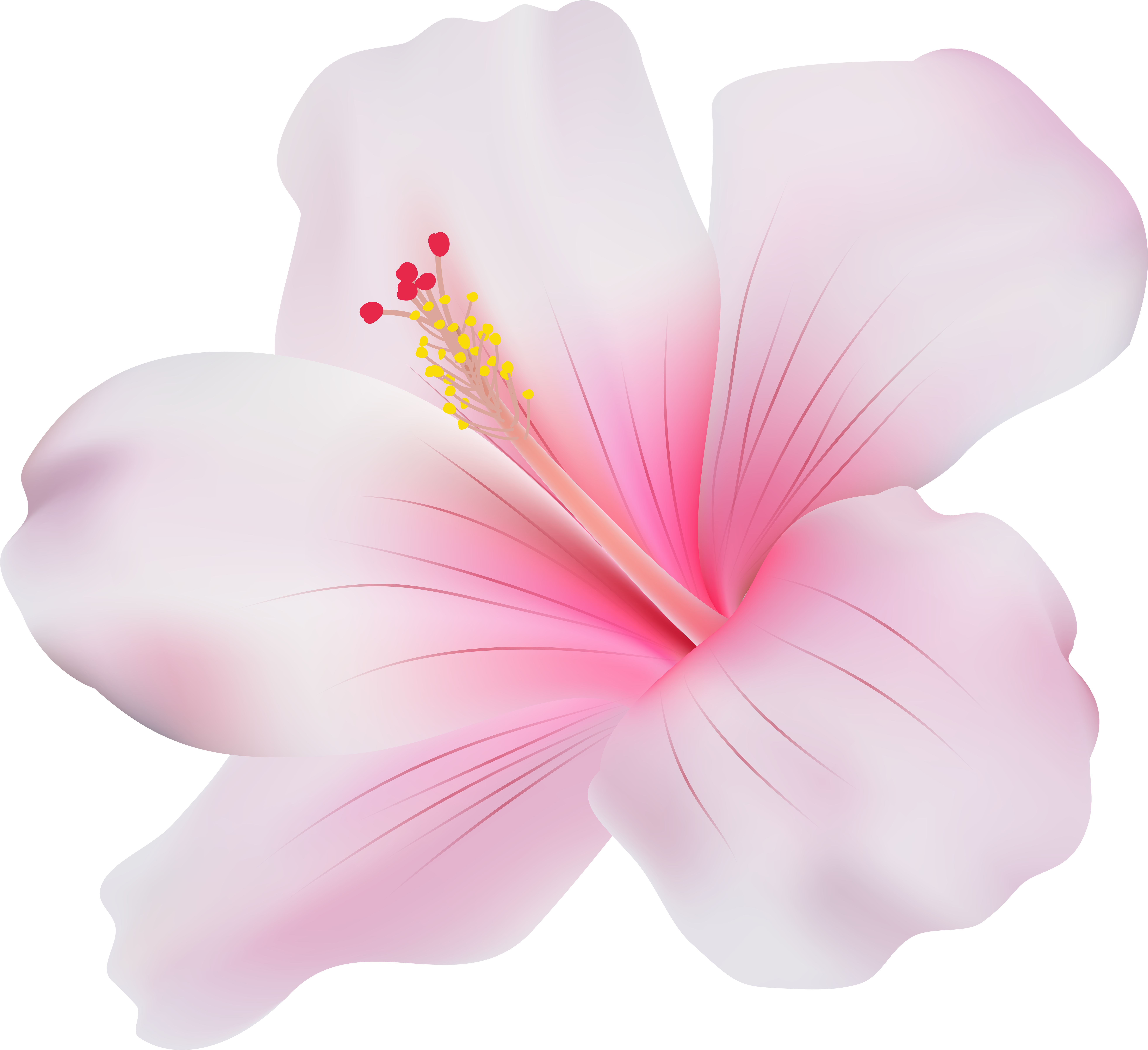 Download Hd Hibiscus Clipart Png Transparent Png Image Nicepng Com
