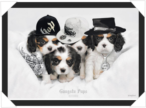 #381 - Keith Kimberlin Poster, Gangsta Pups (500x500), Png Download