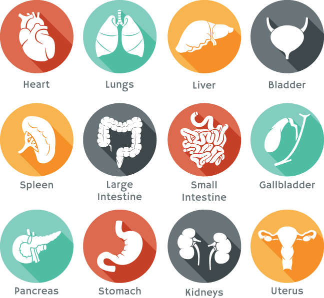 645 Body Organ Icons - Organ Icons (648x597), Png Download