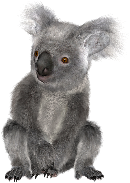 Download Png Image Report - Koala (720x720), Png Download
