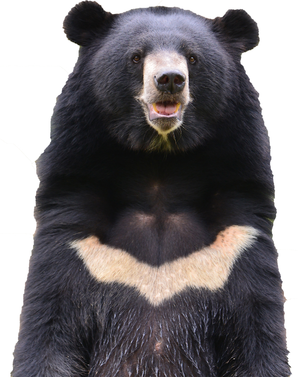 Moon Bear Transparent2 - Moon Bear Png (1000x1266), Png Download