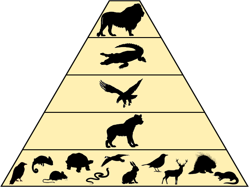 Food Chain - America Betrayed: How Globalist Elites Destroyed The (800x600), Png Download
