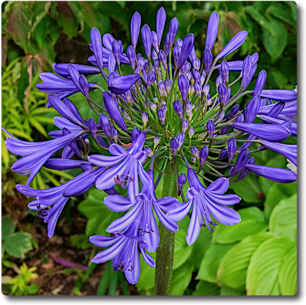 Agapanthus Starburst Blue - Agapanthus (650x650), Png Download