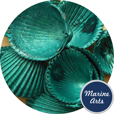 Coloured - Seashell (395x395), Png Download