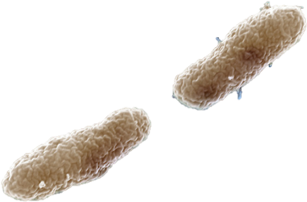 General Information - Whooping Cough Bacteria Png (471x305), Png Download