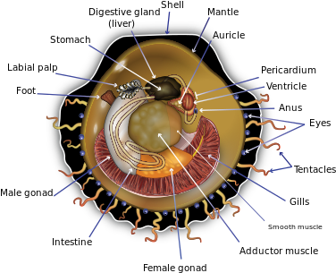 Pectinidae (400x339), Png Download