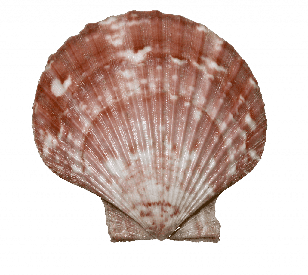 Queen Scallop - Bivalvia (1024x915), Png Download