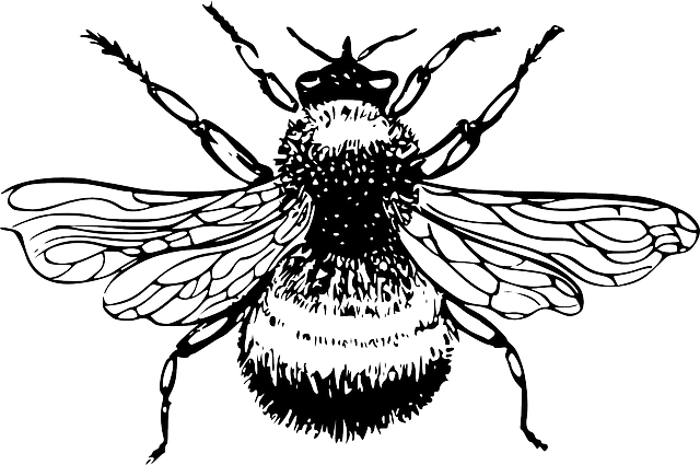 Silhouette, Cartoon, Bee, Bumblebee, Insect, Bumble - Bumble Bee Black And White (640x425), Png Download