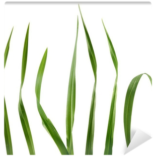Grass (400x400), Png Download