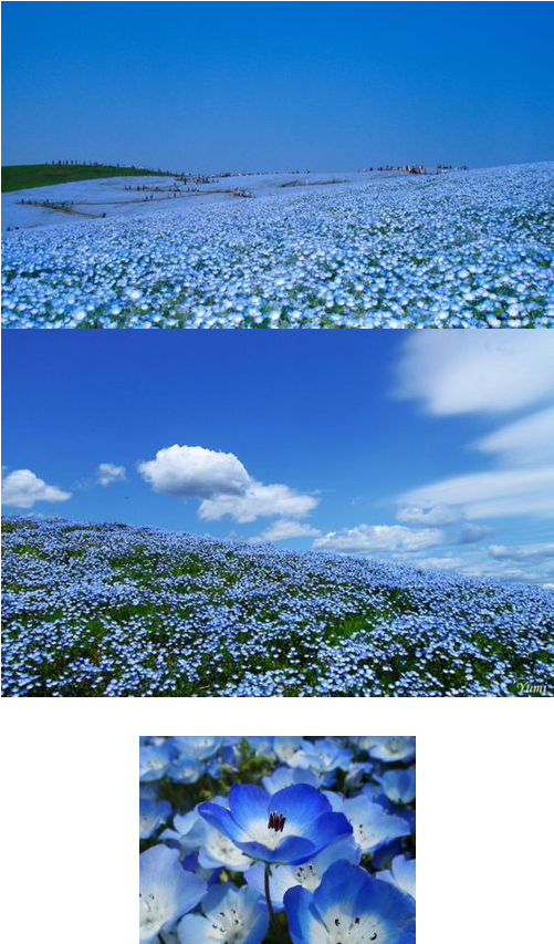 A Flower Field - 400 Seeds-florida & Gulf Coast Wildflower Mix Puerto (500x903), Png Download