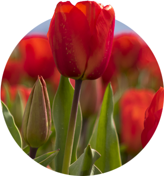 Closeup Of Red Tulip And Bud With Blurred Red Tulips - Sprenger's Tulip (400x400), Png Download