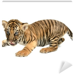 Wallmonkeys Wall Decals Wallmonkeys Wm361278 Baby Bengal (400x400), Png Download