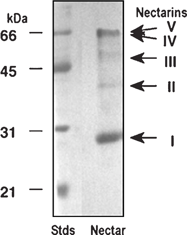 Sds Page Profile Of Nectar Proteins From Ornamental - Bomber (638x806), Png Download