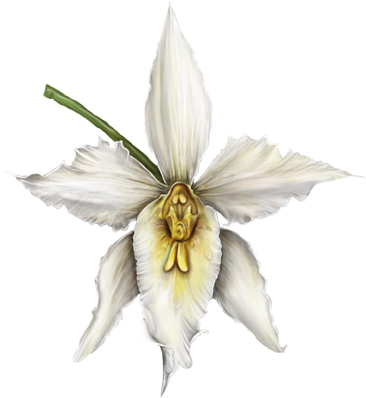 Orquídea - Orquidea Blanca Png (600x600), Png Download