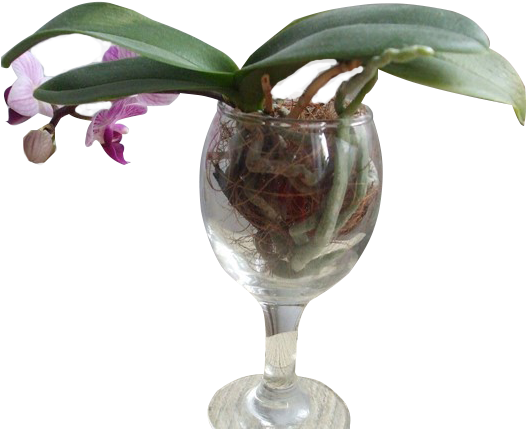 Orquídea Em Taça De Vinho - Orquídea Na Agua (640x480), Png Download