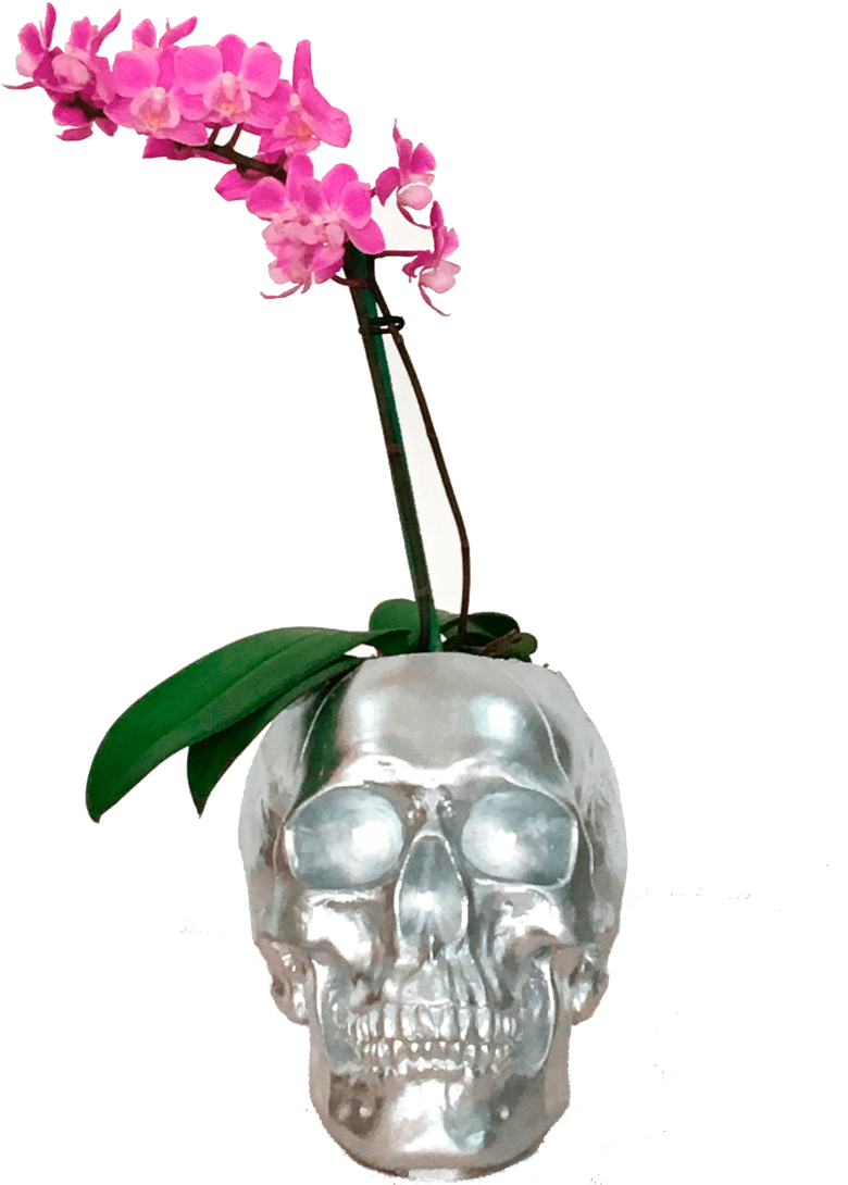 Mini Orquídeas Craneo Plateado - Drawing (930x1110), Png Download