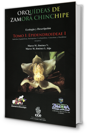 Epidendroideae (300x448), Png Download