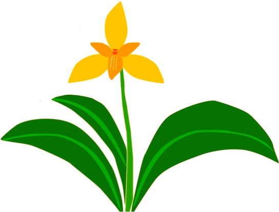 Cattleya (600x437), Png Download