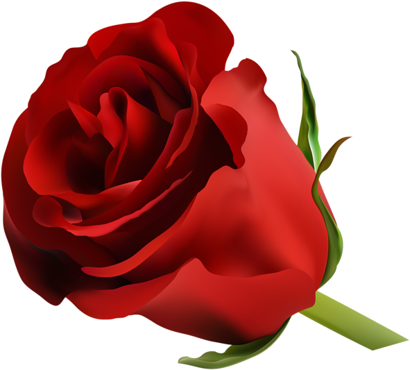 0, - Blue Rose (600x538), Png Download