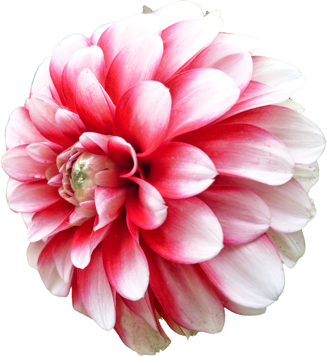 Dahlia Png Picture - Clipart Red Dahlia Flower (1600x1200), Png Download