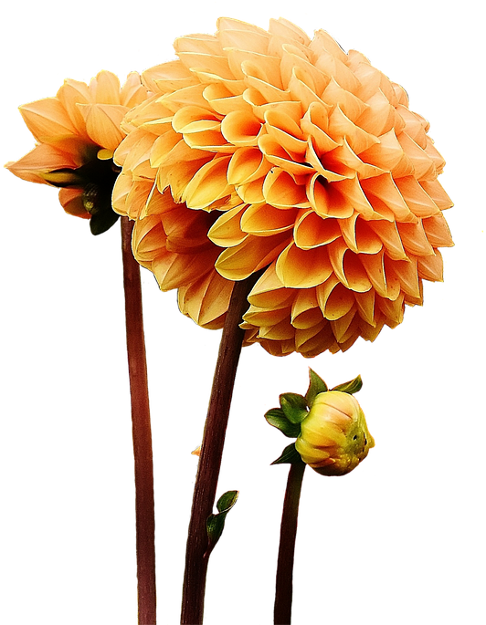 Dahlia, Dahlias, Autumn, Asteraceae, Flower Garden - Autumn Flowers (666x720), Png Download