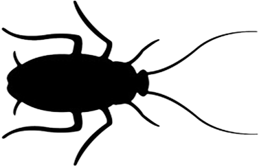 Periplaneta Americana - Cucaracha Blanco Y Negro (460x460), Png Download