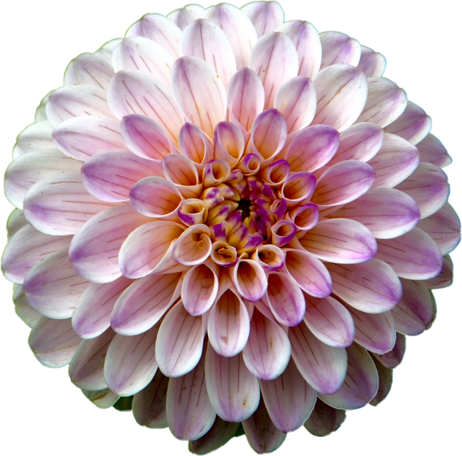 Pink Dahlia - Flower With Detail (900x888), Png Download