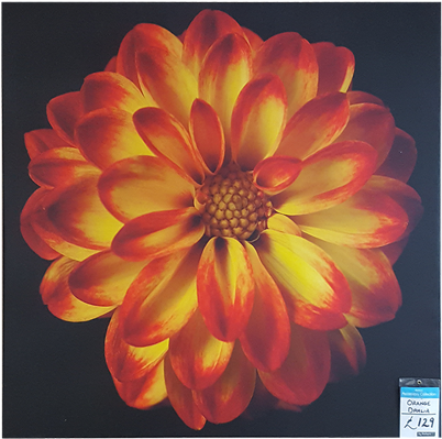 Orange Dahlia Orange Dahlia - Gallery Wrap (700x411), Png Download