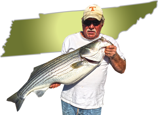 Tennessee Trophy Stripers - Fishing (600x600), Png Download