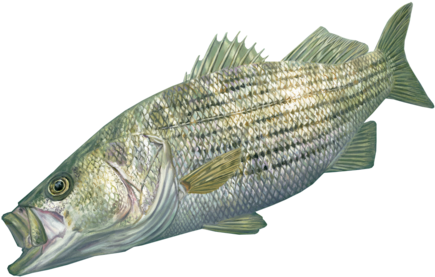 Striper Decal By Randy Mcgovern Art - Rock Star - Striped Bass Fish Art Print - License Plate (480x322), Png Download