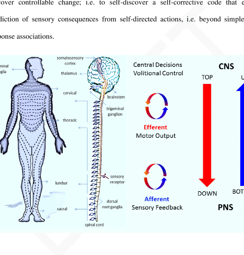 Sensory Motor Maps, Nerves And Ganglia Across The Body - Top Down Motor Control (850x888), Png Download