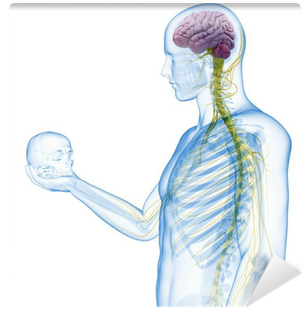 Guy Holding Skull - Wplyw Slodkich Napojow Gazowanych Na Zdrowie (400x400), Png Download