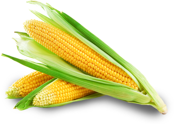 Maíz Png - Sweet Corn Banner Market Fresh Farmer Market Concession (579x439), Png Download