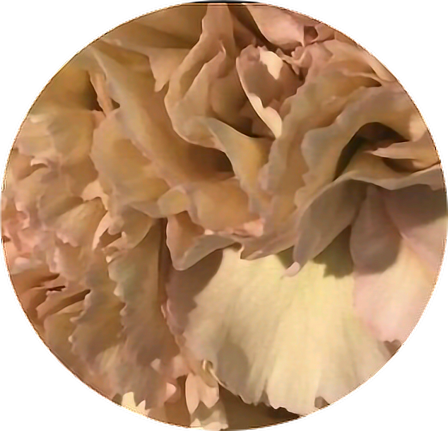 Download HD Flowers Ruffle Brown Circle Aesthetic Aestheticcircle