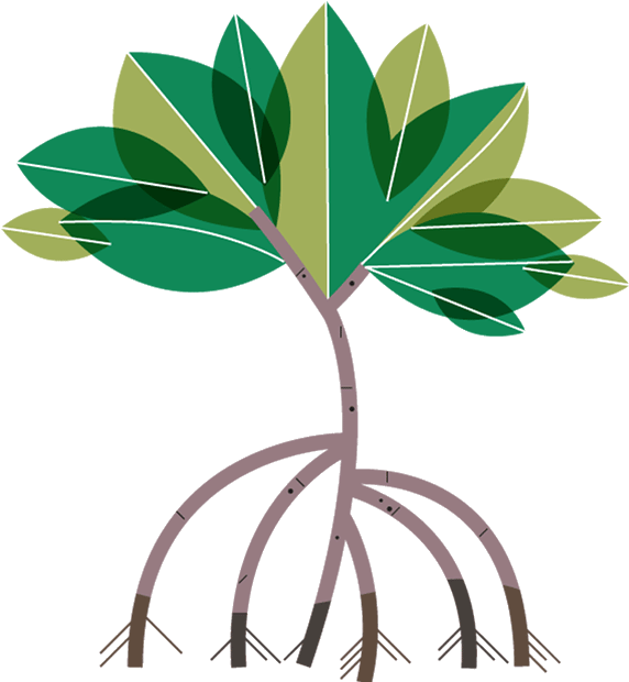 00 712654 Mangroves 3 25 Oct 2018 - Mangrove Tree Clipart (574x627), Png Download
