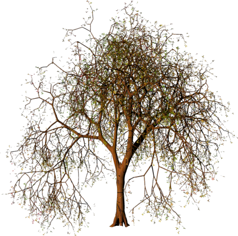Coisinhas Etc E Tal - Oak (466x461), Png Download