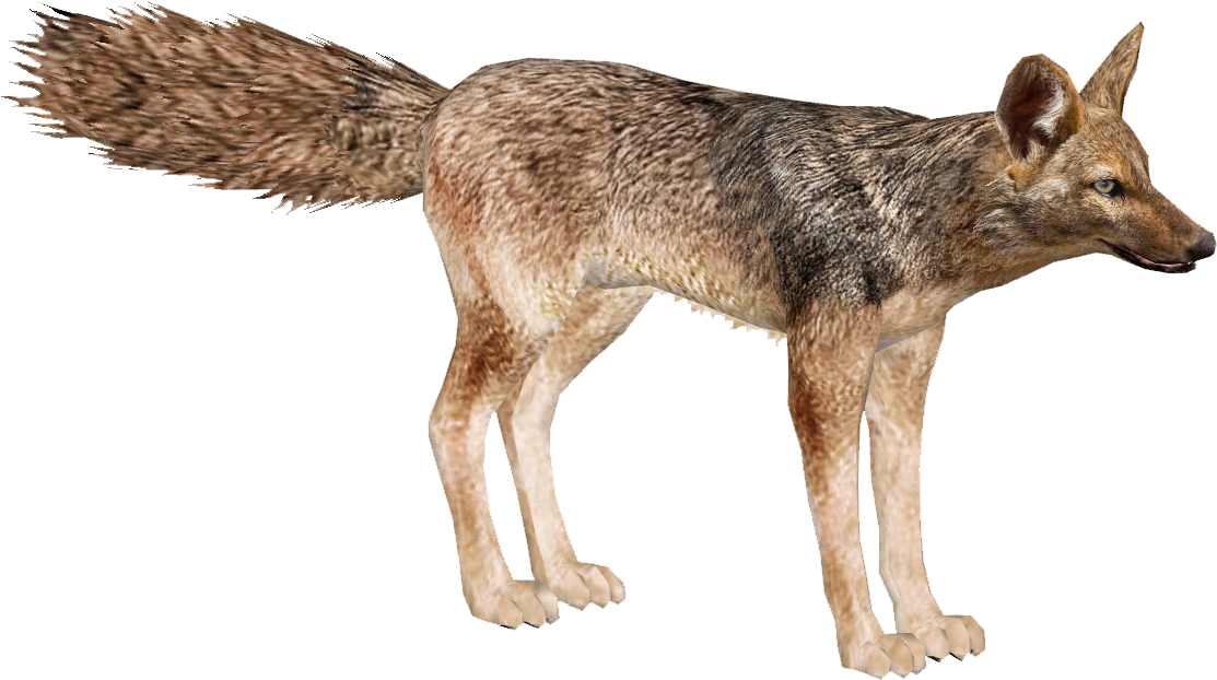 Golden Jackal - Wolf (1112x1112), Png Download