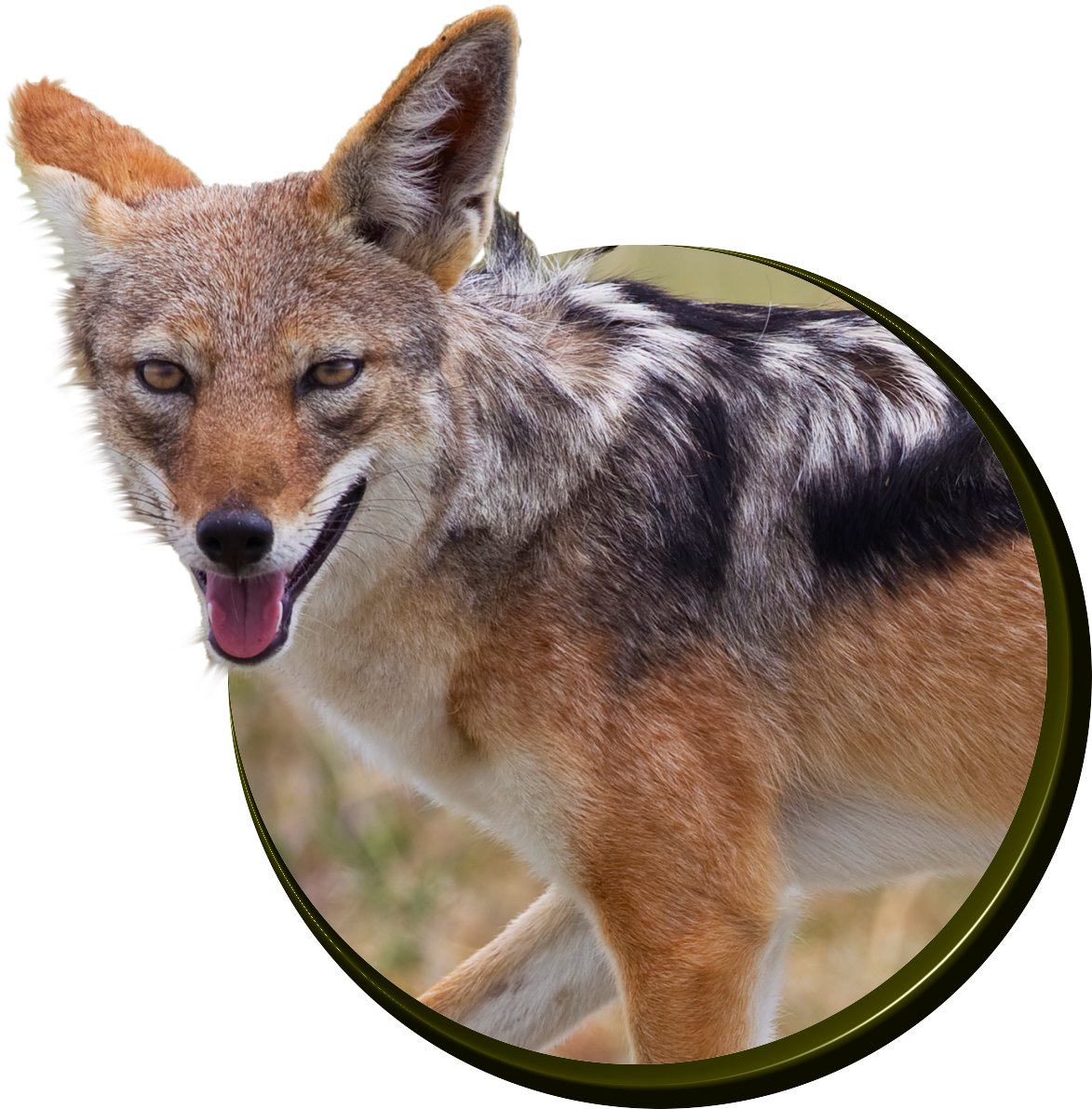 Jackal's - Fantastic Facts About Jackals: Illustrated Fun Learning (1200x1200), Png Download
