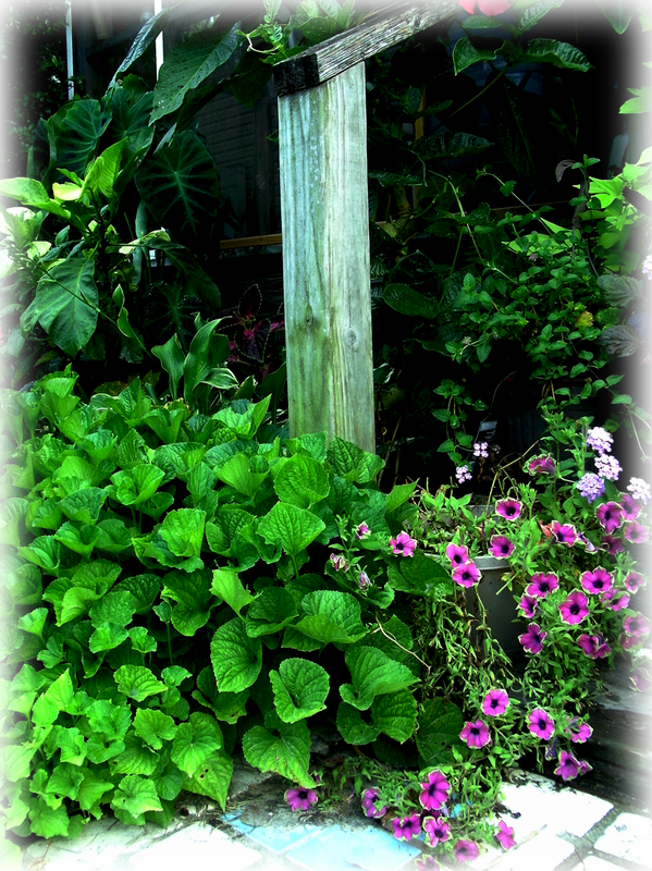 Wild Things Grow - Sweet Violet (599x800), Png Download