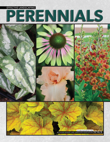 Perennials & Woody Ornamentals Booklets Available - Mountain Garland (381x493), Png Download