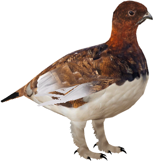 Willowptarmigan - Willow Ptarmigan Png (480x480), Png Download